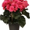 Begonia (Begonia Elatior 'Berseba') D 14 H 30 Cm -Groene Bloom Winkel 8717263115960 3 1