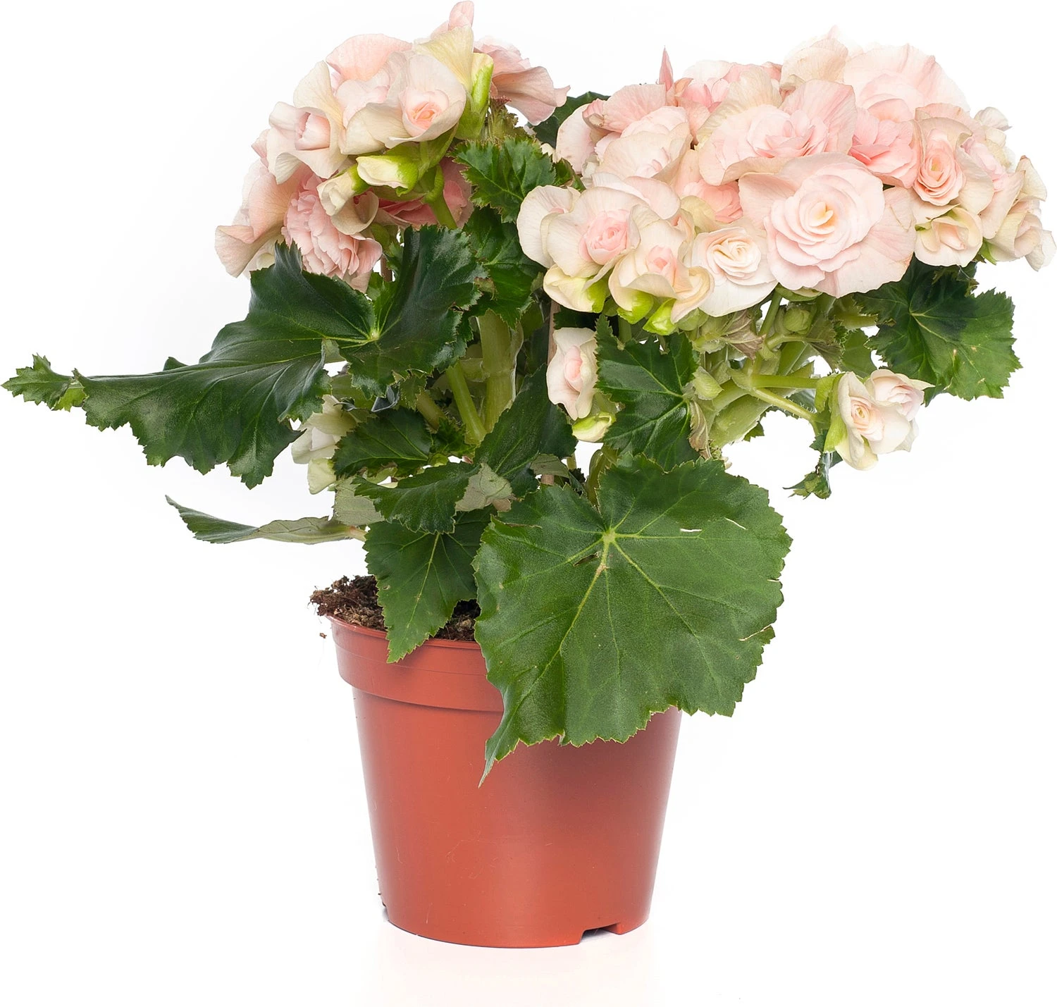 Begonia (Begonia Elatior 'Bodinia Light') D 14 H 30 Cm 3 Begonia (Begonia Elatior 'Bodinia Light') D 14 H 30 Cm