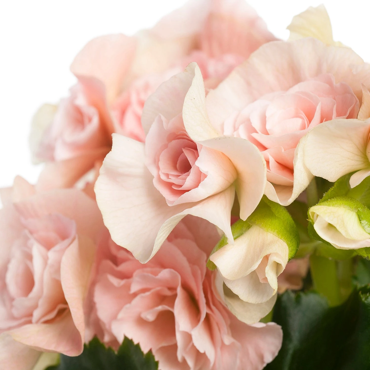 Begonia (Begonia Elatior 'Bodinia Light') D 14 H 30 Cm 4 Begonia (Begonia Elatior 'Bodinia Light') D 14 H 30 Cm - Afbeelding 2