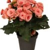 Begonia (Begonia Elatior 'Borias') D 14 H 30 Cm 1 Begonia (Begonia Elatior 'Borias') D 14 H 30 Cm -Groene Bloom Winkel 8717263116066 3 1