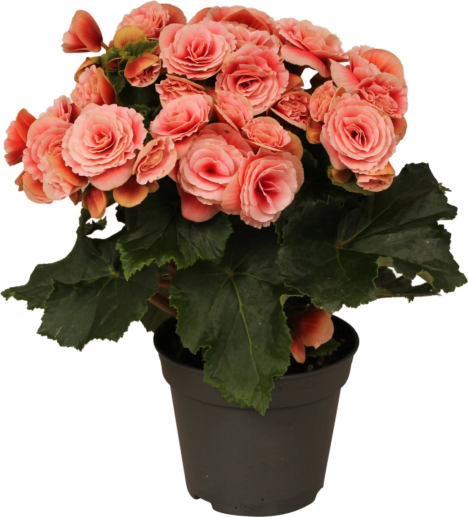 Begonia (Begonia Elatior 'Borias') D 14 H 30 Cm 3 Begonia (Begonia Elatior 'Borias') D 14 H 30 Cm