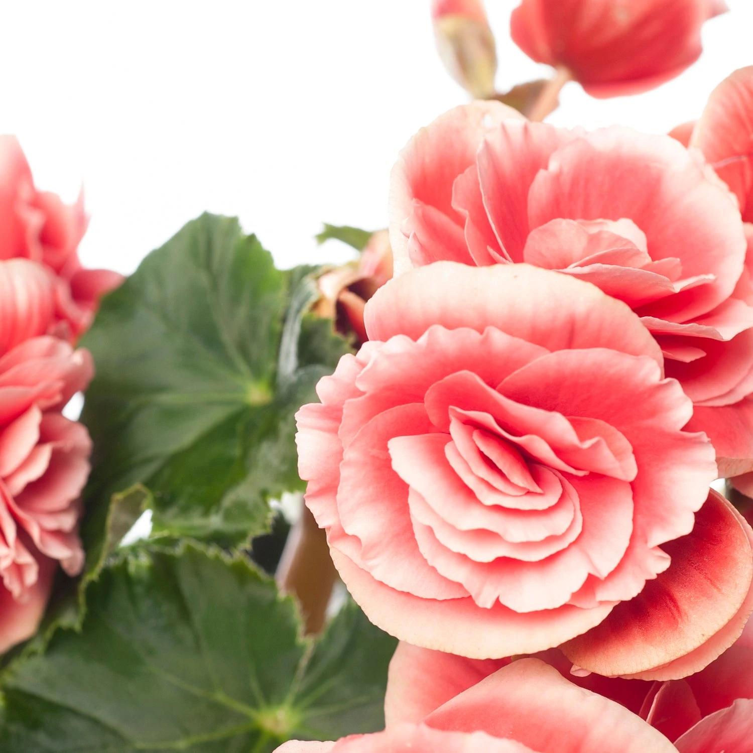 Begonia (Begonia Elatior 'Borias') D 14 H 30 Cm 4 Begonia (Begonia Elatior 'Borias') D 14 H 30 Cm - Afbeelding 2