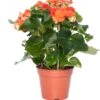 Begonia (Begonia Elatior 'Reina') D 14 H 30 Cm -Groene Bloom Winkel 8717263116073 2 3 1
