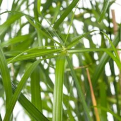 Parapluplant (Cyperus Alternifolius) D 14 H 50 Cm -Groene Bloom Winkel 8717263116509 1 1