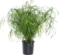 Parapluplant (Cyperus Alternifolius) D 21 H 80 Cm