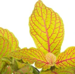 Mozaïekplant (Fittonia 'Skeleton') D 12 H 15 Cm 5 Mozaïekplant (Fittonia 'Skeleton') D 12 H 15 Cm -Groene Bloom Winkel 8717263116813 1 1