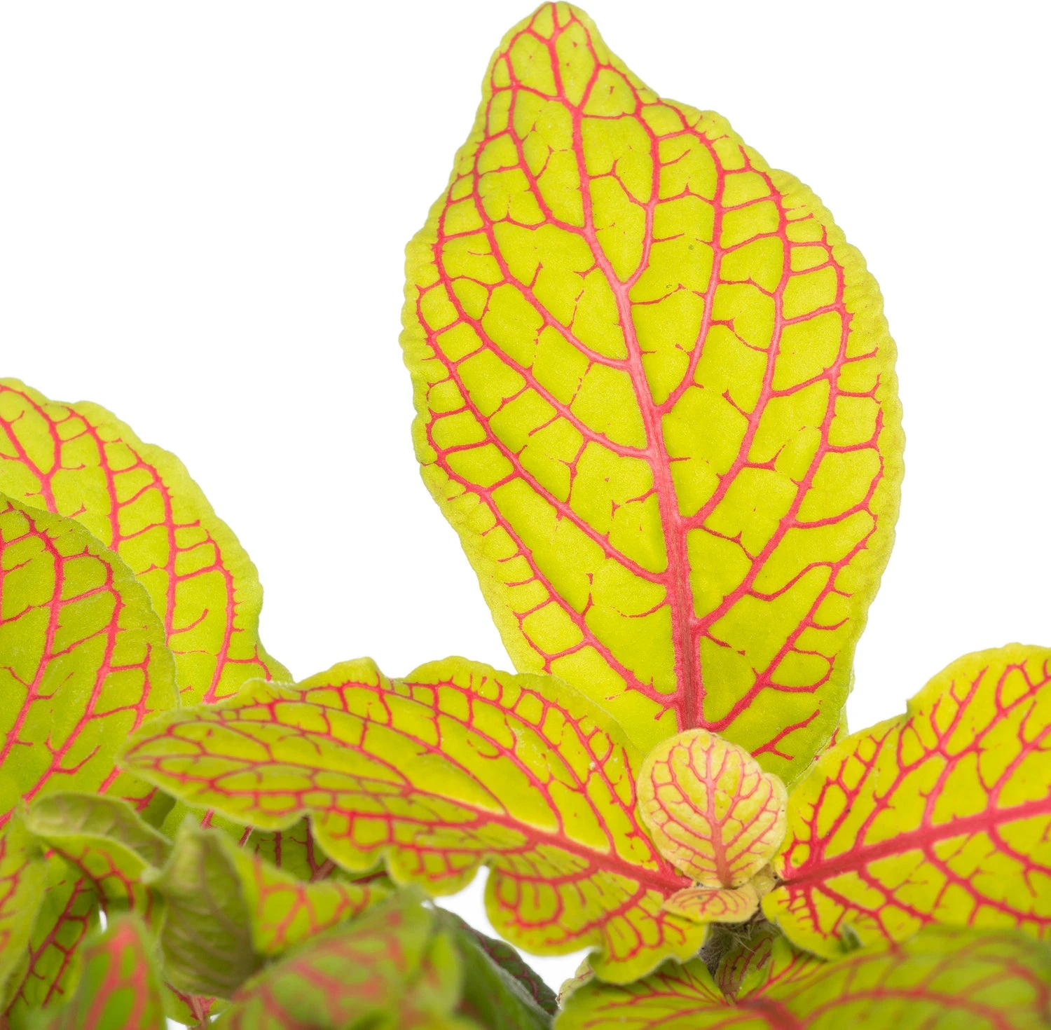 Mozaïekplant (Fittonia 'Skeleton') D 12 H 15 Cm 4 Mozaïekplant (Fittonia 'Skeleton') D 12 H 15 Cm - Afbeelding 2