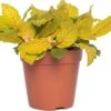 Mozaïekplant (Fittonia 'Skeleton') D 12 H 15 Cm -Groene Bloom Winkel 8717263116813 3 1
