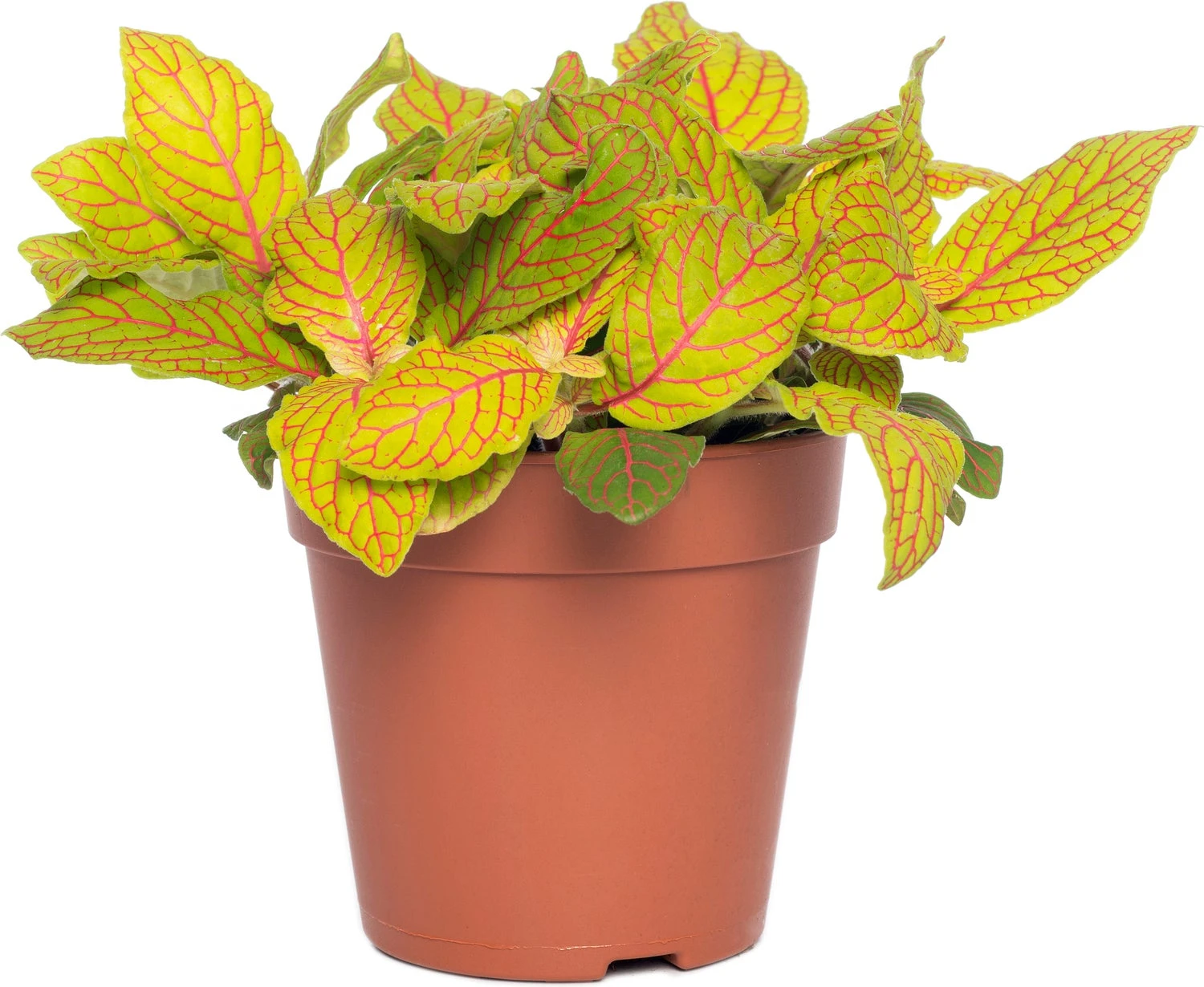 Mozaïekplant (Fittonia 'Skeleton') D 12 H 15 Cm 3 Mozaïekplant (Fittonia 'Skeleton') D 12 H 15 Cm