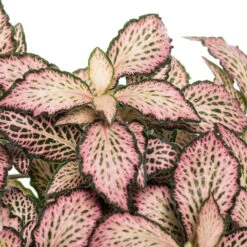 Mozaïekplant (Fittonia Mosaic 'Pink Forest Flame') D 12 H 15 Cm 5 Mozaïekplant (Fittonia Mosaic 'Pink Forest Flame') D 12 H 15 Cm -Groene Bloom Winkel 8717263116820 1 1