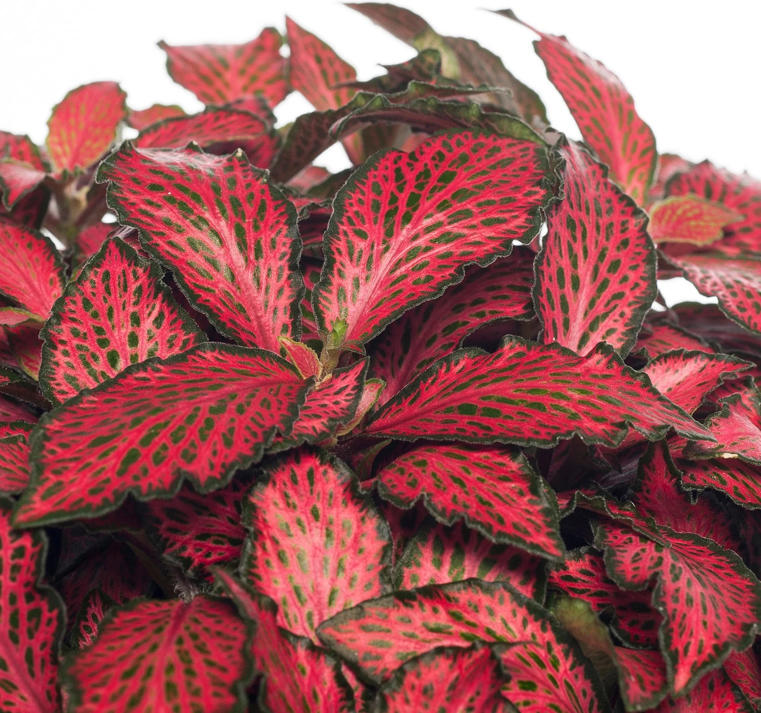 Mozaïekplant (Fittonia Verschaffeltii 'Forest Flame') D 12 H 15 Cm 4 Mozaïekplant (Fittonia Verschaffeltii 'Forest Flame') D 12 H 15 Cm - Afbeelding 2