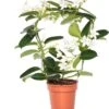 Bruidsbloem Boog (Stephanotis Floribunda) D 12 H 45 Cm -Groene Bloom Winkel 8717263116875 1