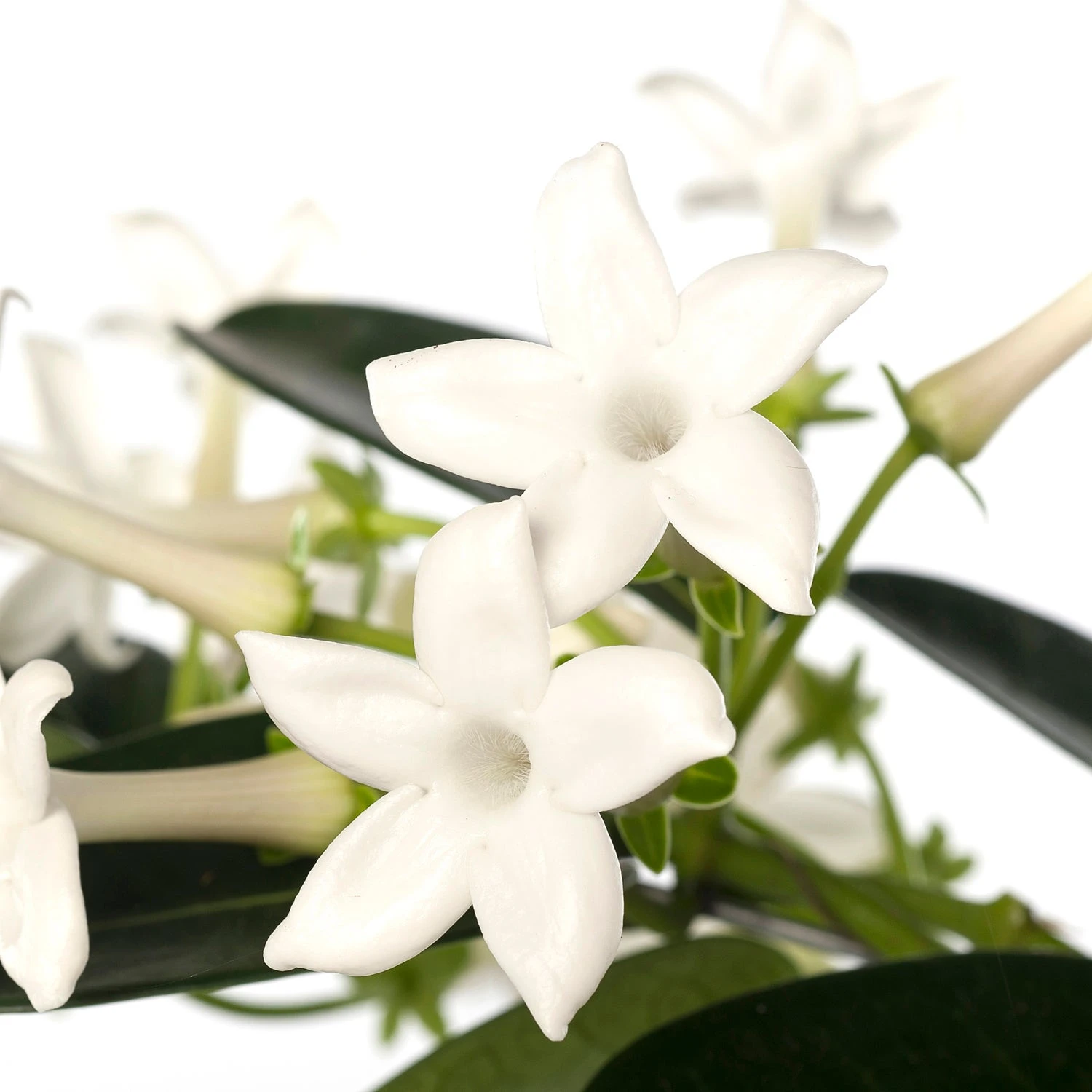 Bruidsbloem Boog (Stephanotis Floribunda) D 12 H 45 Cm 4 Bruidsbloem Boog (Stephanotis Floribunda) D 12 H 45 Cm - Afbeelding 2