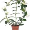Bruidsbloem (Stephanotis Floribunda) D 12 H 55 Cm 1 Bruidsbloem (Stephanotis Floribunda) D 12 H 55 Cm -Groene Bloom Winkel 8717263116882 1