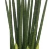 Vrouwentong (Sansevieria Bacularis 'Mikado') D 10 H 30 Cm 2 Vrouwentong (Sansevieria Bacularis 'Mikado') D 10 H 30 Cm -Groene Bloom Winkel 8717263118657 1 1