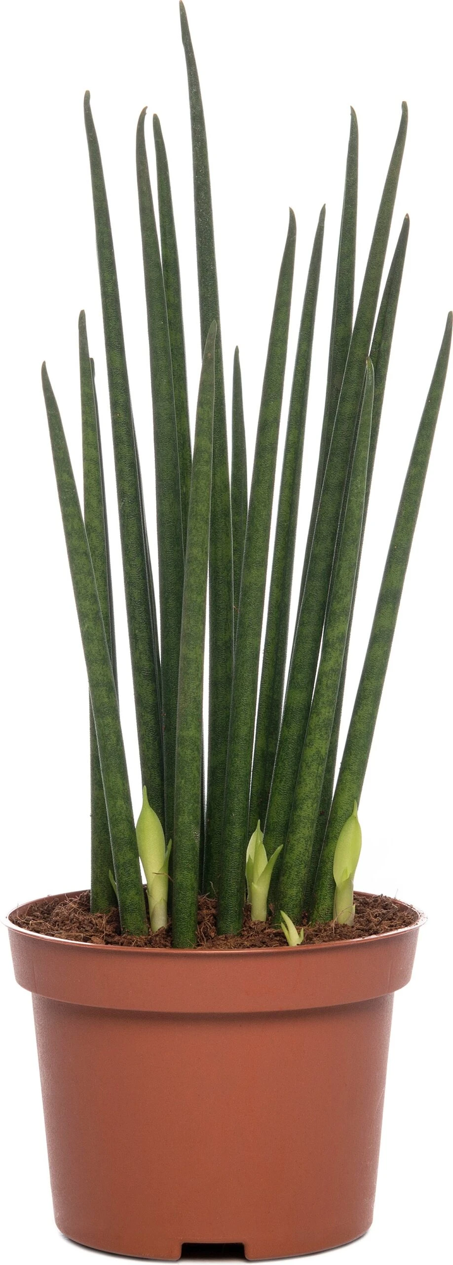 Vrouwentong (Sansevieria Bacularis 'Mikado') D 10 H 30 Cm 3 Vrouwentong (Sansevieria Bacularis 'Mikado') D 10 H 30 Cm