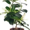 Bruidsbloem (Stephanotis Floribunda) D 12 H 45 Cm 2 Bruidsbloem (Stephanotis Floribunda) D 12 H 45 Cm -Groene Bloom Winkel 8717263119043 1