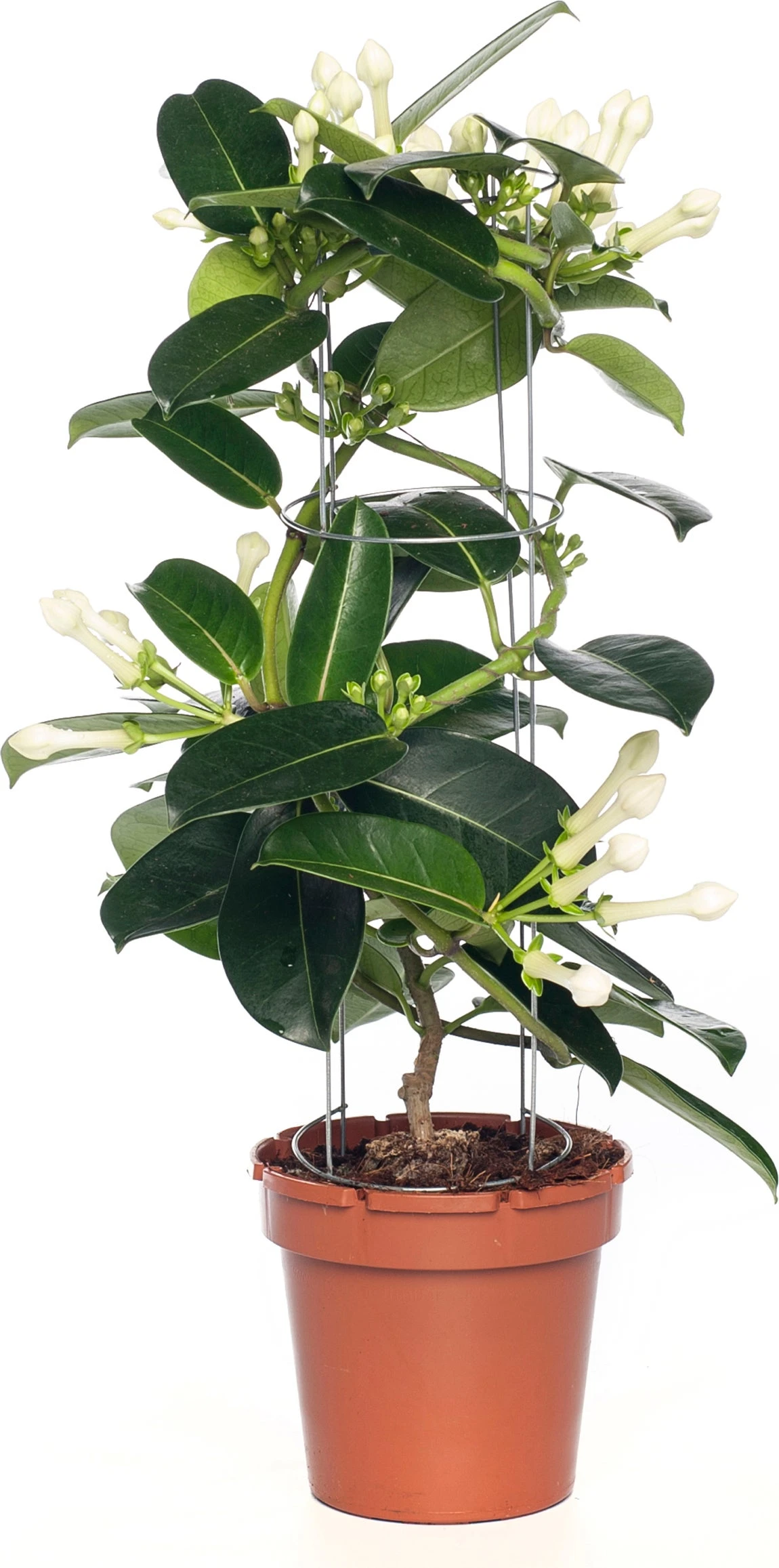 Bruidsbloem (Stephanotis Floribunda) D 12 H 45 Cm 3 Bruidsbloem (Stephanotis Floribunda) D 12 H 45 Cm