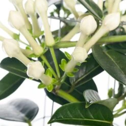 Bruidsbloem (Stephanotis Floribunda) D 12 H 45 Cm 5 Bruidsbloem (Stephanotis Floribunda) D 12 H 45 Cm -Groene Bloom Winkel 8717263119043 1 2