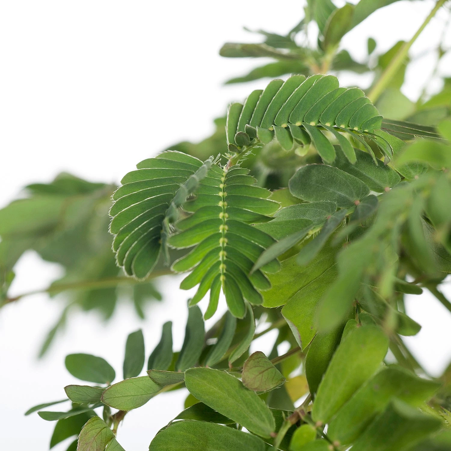 Kruidje Roer Me Niet (Mimosa Pudica) D 9 H 13 Cm 4 Kruidje Roer Me Niet (Mimosa Pudica) D 9 H 13 Cm - Afbeelding 2