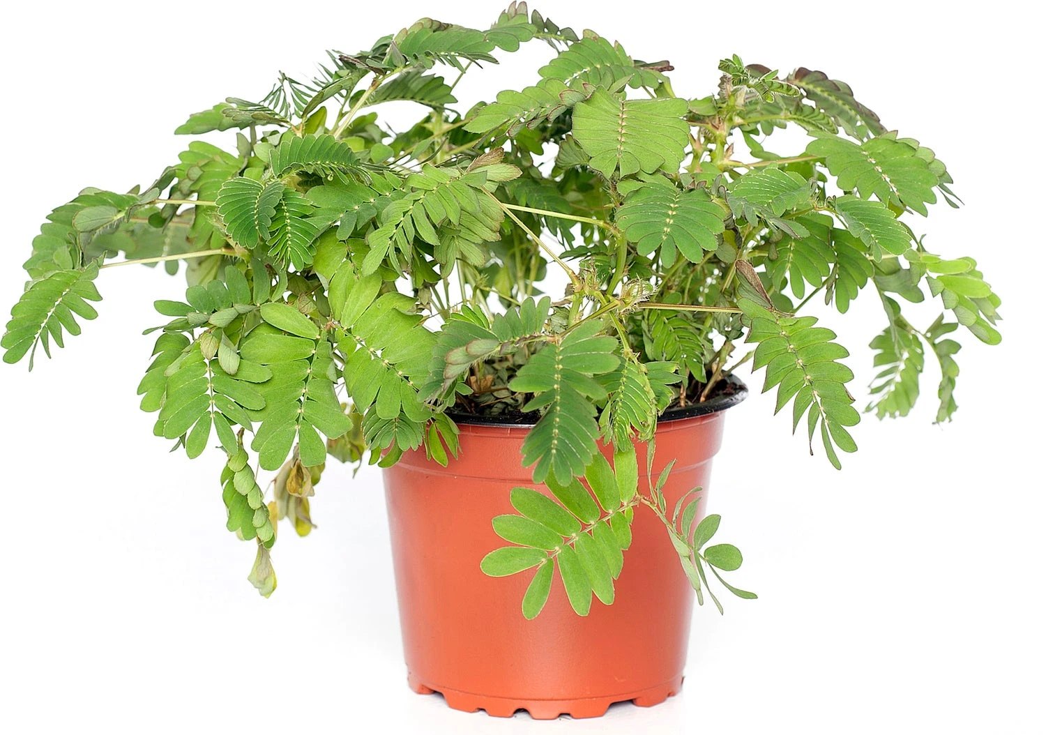 Kruidje Roer Me Niet (Mimosa Pudica) D 9 H 13 Cm 3 Kruidje Roer Me Niet (Mimosa Pudica) D 9 H 13 Cm