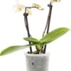Vlinderorchidee (Phalaenopsis 'Little Lady') D 6 H 18 Cm -Groene Bloom Winkel 8717263119661 1 1