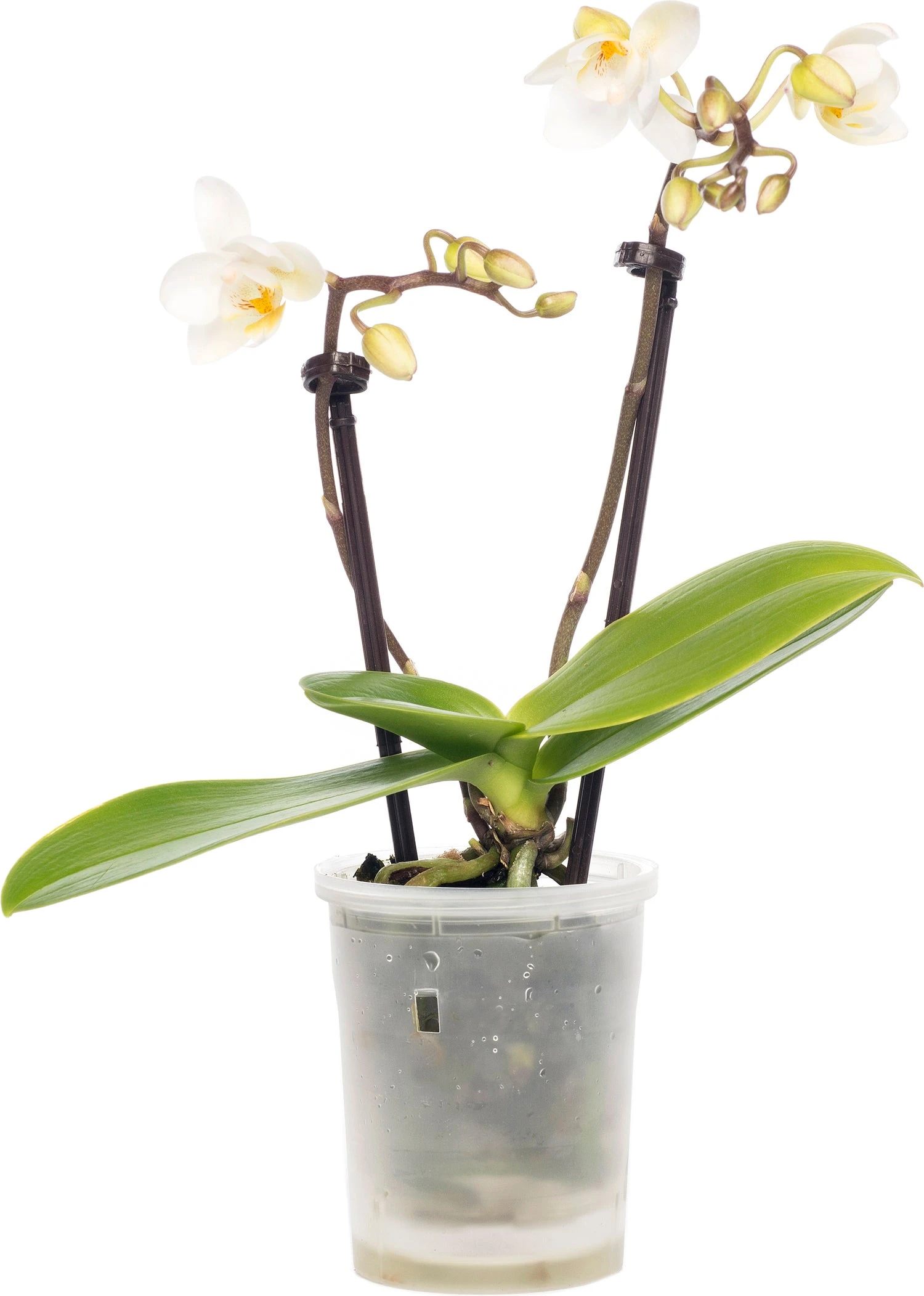 Vlinderorchidee (Phalaenopsis 'Little Lady') D 6 H 18 Cm 3 Vlinderorchidee (Phalaenopsis 'Little Lady') D 6 H 18 Cm
