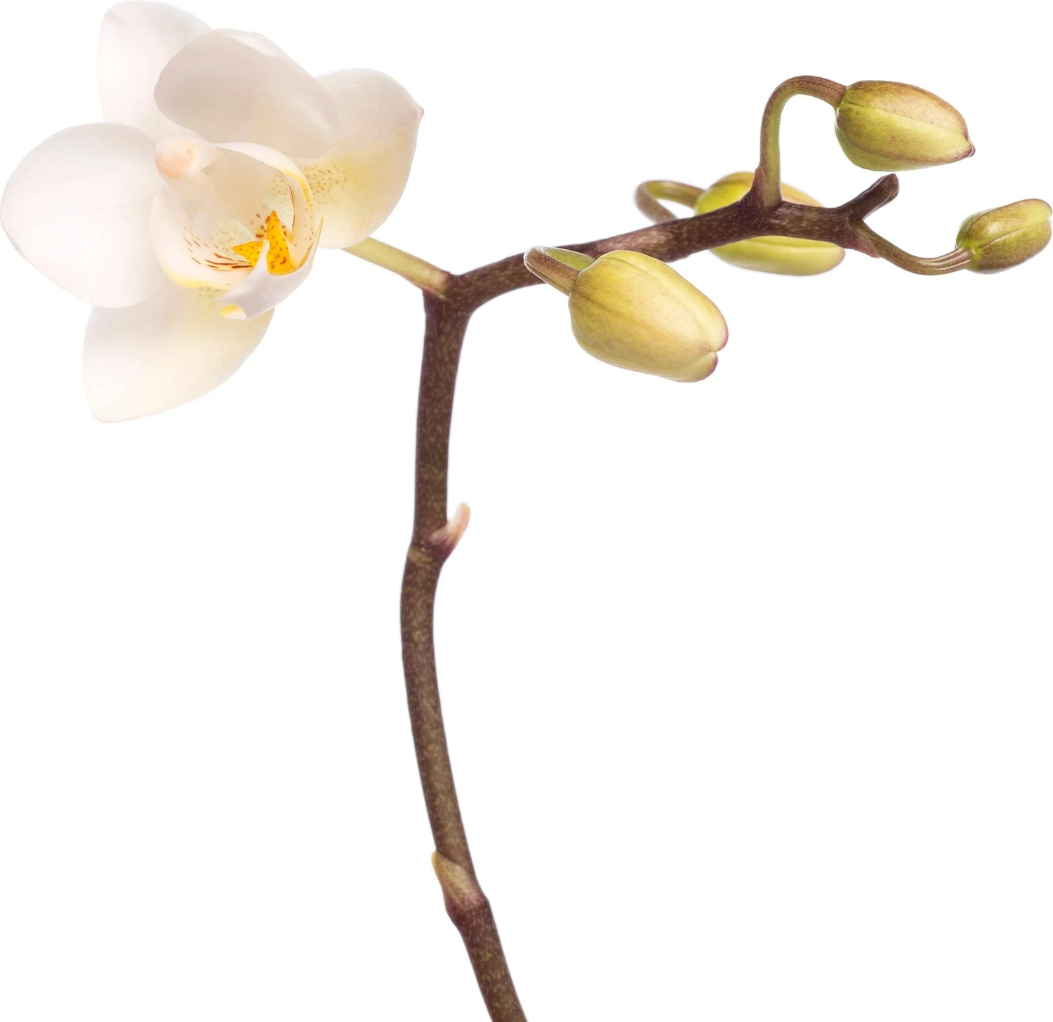 Vlinderorchidee (Phalaenopsis 'Little Lady') D 6 H 18 Cm 4 Vlinderorchidee (Phalaenopsis 'Little Lady') D 6 H 18 Cm - Afbeelding 2