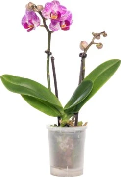 Vlinderorchidee (Phalaenopsis 'Little Lady') D 6 H 18 Cm 10 Vlinderorchidee (Phalaenopsis 'Little Lady') D 6 H 18 Cm -Groene Bloom Winkel 8717263119661 2
