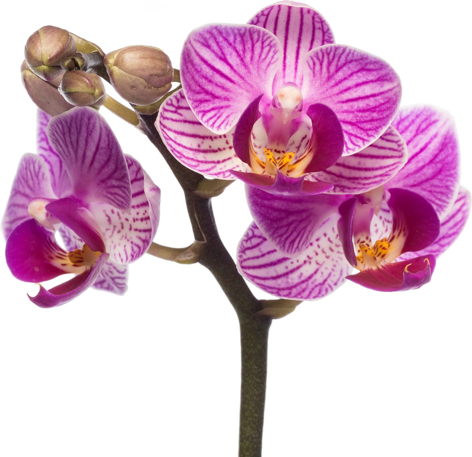 Vlinderorchidee (Phalaenopsis 'Little Lady') D 6 H 18 Cm 6 Vlinderorchidee (Phalaenopsis 'Little Lady') D 6 H 18 Cm - Afbeelding 4