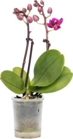 Vlinderorchidee (Phalaenopsis 'Little Lady') D 6 H 18 Cm 12 Vlinderorchidee (Phalaenopsis 'Little Lady') D 6 H 18 Cm -Groene Bloom Winkel 8717263119661 4