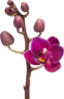 Vlinderorchidee (Phalaenopsis 'Little Lady') D 6 H 18 Cm 13 Vlinderorchidee (Phalaenopsis 'Little Lady') D 6 H 18 Cm -Groene Bloom Winkel 8717263119661 5