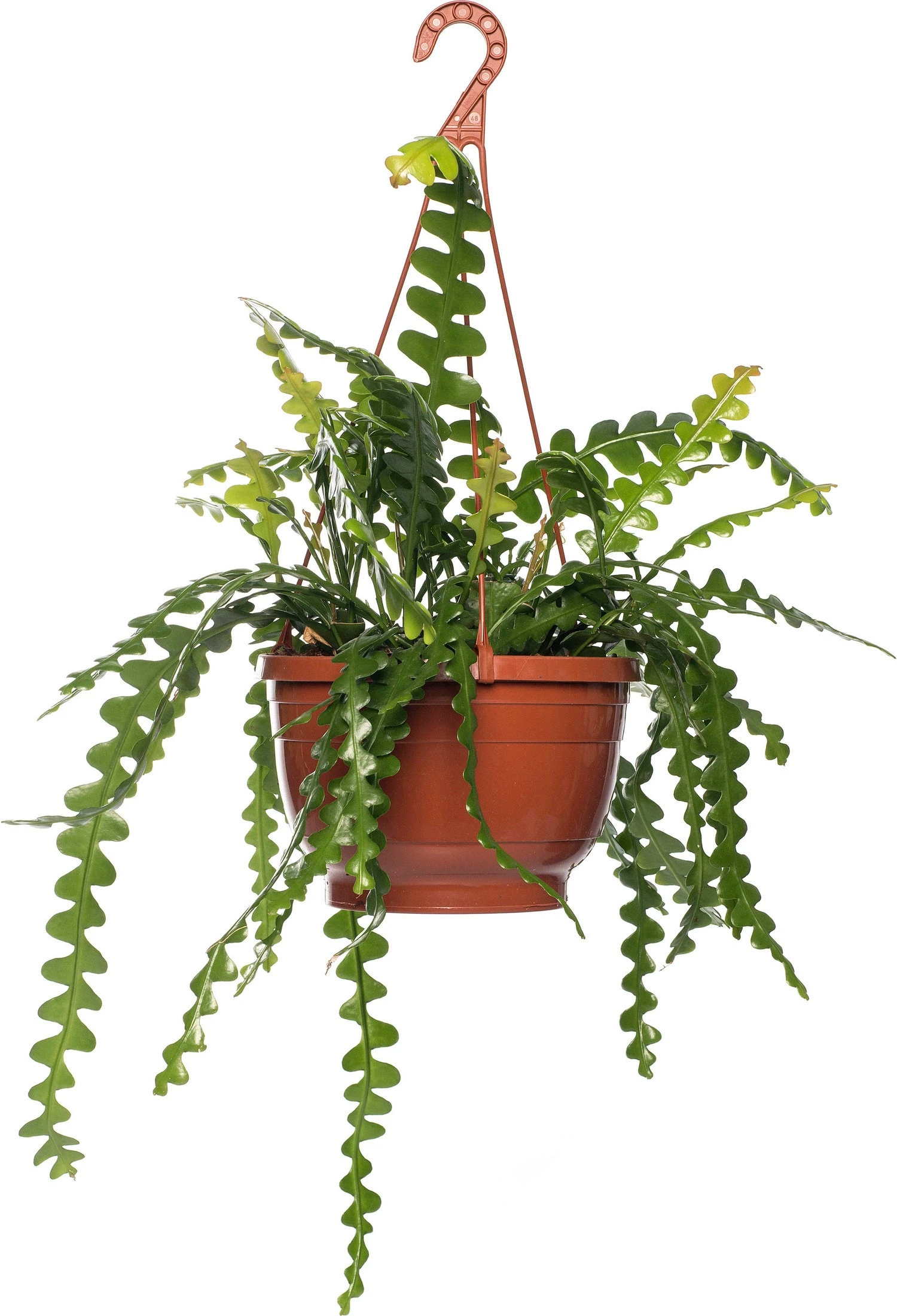 Zaagcactus (Epiphyllum Anguliger) D 14 H 30 Cm 3 Zaagcactus (Epiphyllum Anguliger) D 14 H 30 Cm