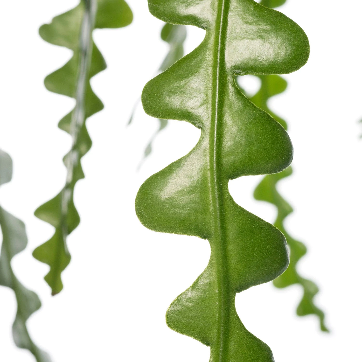 Zaagcactus (Epiphyllum Anguliger) D 14 H 30 Cm 4 Zaagcactus (Epiphyllum Anguliger) D 14 H 30 Cm - Afbeelding 2