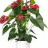 Flamingoplant (Anthurium Andreanum 'Red Champion') D 17 H 55 Cm -Groene Bloom Winkel 8717263120995 2 3 1