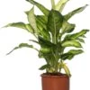 Dieffenbachia (Dieffenbachia 'Summer Style') D 17 H 60 Cm 2 Dieffenbachia (Dieffenbachia 'Summer Style') D 17 H 60 Cm -Groene Bloom Winkel 8717263121336 1