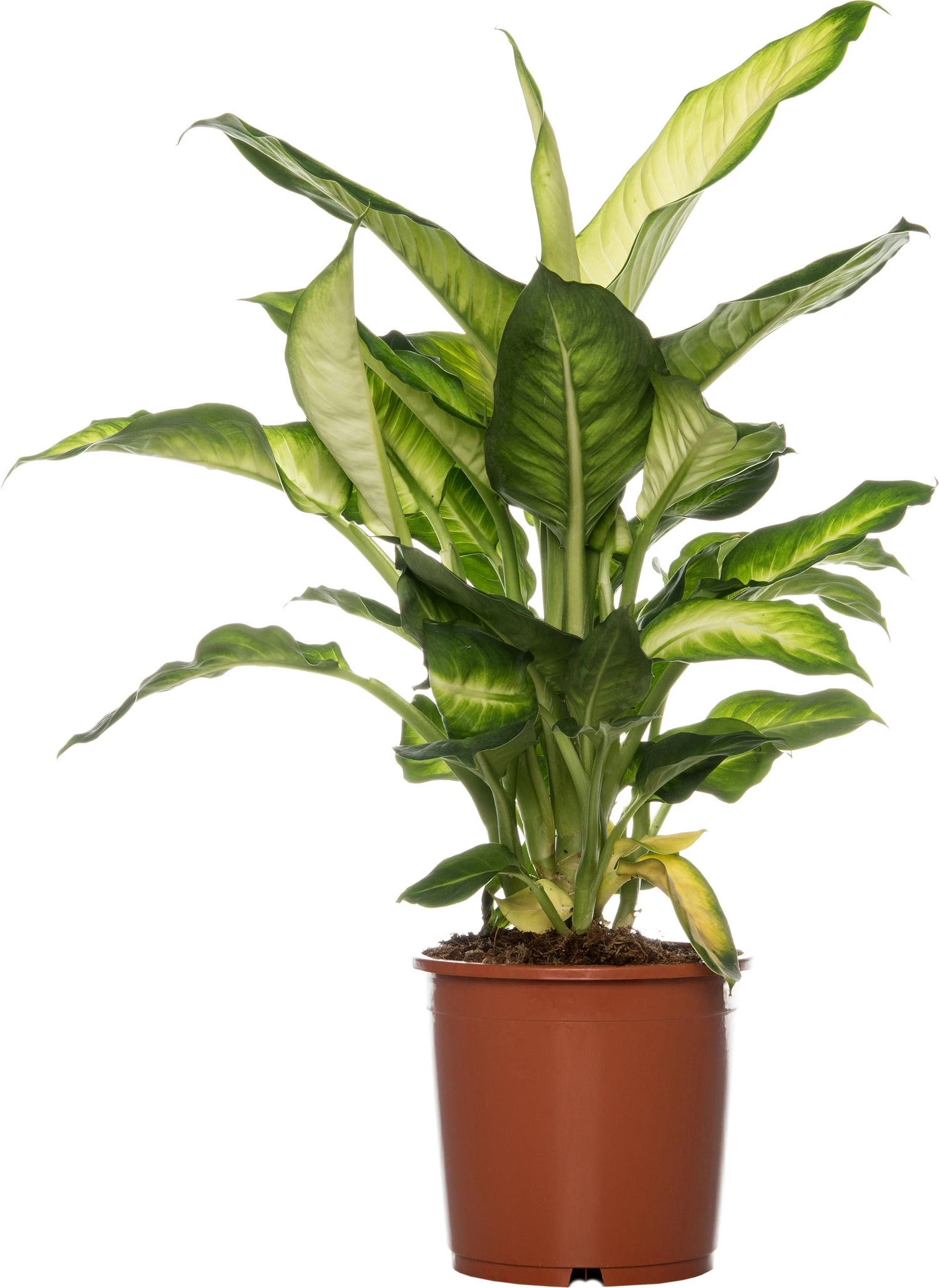 Dieffenbachia (Dieffenbachia 'Summer Style') D 17 H 60 Cm 3 Dieffenbachia (Dieffenbachia 'Summer Style') D 17 H 60 Cm