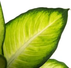 Dieffenbachia (Dieffenbachia 'Summer Style') D 17 H 60 Cm 5 Dieffenbachia (Dieffenbachia 'Summer Style') D 17 H 60 Cm -Groene Bloom Winkel 8717263121336 2