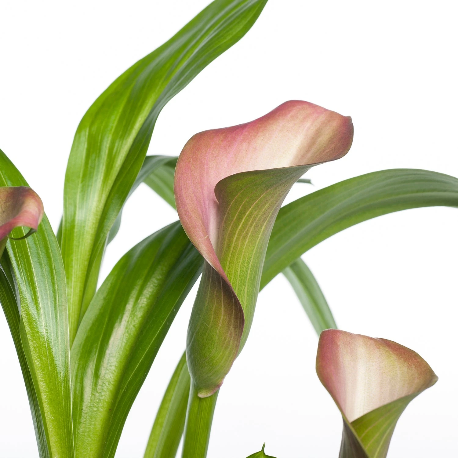 Aronskelk (Zantedeschia 'Garnet Glow Hotpink') D 11 H 30 Cm 4 Aronskelk (Zantedeschia 'Garnet Glow Hotpink') D 11 H 30 Cm - Afbeelding 2