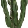 Cowboycactus (Euphorbia Erytrea) D 27 H 135 Cm 2 Cowboycactus (Euphorbia Erytrea) D 27 H 135 Cm -Groene Bloom Winkel 8717263122319