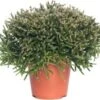Rotskoraal (Rhipsalis Burchellii) D 12 H 25 Cm -Groene Bloom Winkel 8717263122586 2 3 1