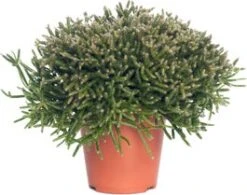 Rotskoraal (Rhipsalis Burchellii) D 12 H 25 Cm