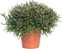 Rotskoraal (Rhipsalis Burchellii) D 12 H 25 Cm 3 Rotskoraal (Rhipsalis Burchellii) D 12 H 25 Cm