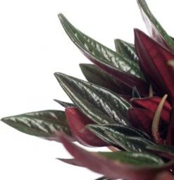 Peperomia (Peperomia Caperata 'Rosso') D 12 H 20 Cm -Groene Bloom Winkel 8717263125563 3