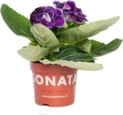 Gloxinia (Sinningia 'Sonata Violet') D 12 H 25 Cm