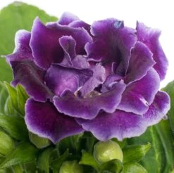 Gloxinia (Sinningia 'Sonata Violet') D 12 H 25 Cm -Groene Bloom Winkel 8717263126119 2
