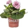 Gloxinia (Sinningia 'Sonate Pink') D 12 H 25 Cm 1 Gloxinia (Sinningia 'Sonate Pink') D 12 H 25 Cm -Groene Bloom Winkel 8717263126126