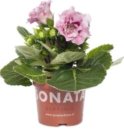 Gloxinia (Sinningia 'Sonate Pink') D 12 H 25 Cm