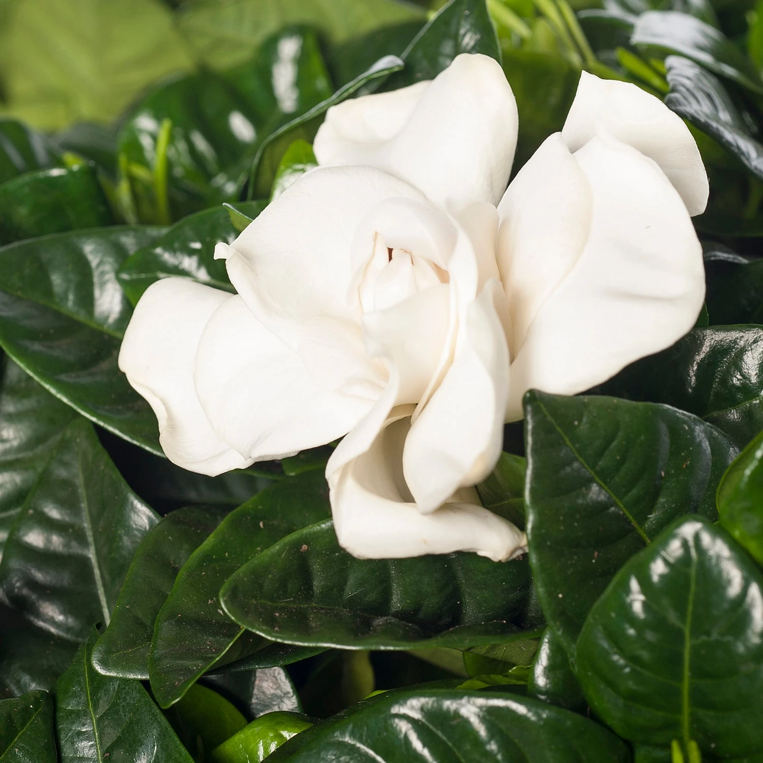 Kaapse Jasmijn (Gardenia Jasminoides) D 13 H 25 Cm 4 Kaapse Jasmijn (Gardenia Jasminoides) D 13 H 25 Cm - Afbeelding 2