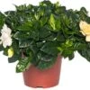 Kaapse Jasmijn (Gardenia Jasminoides) D 13 H 25 Cm 1 Kaapse Jasmijn (Gardenia Jasminoides) D 13 H 25 Cm -Groene Bloom Winkel 8717263126188 3 1